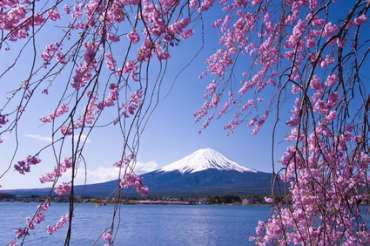 Blick auf den Fujiyama in Japan während der Kirschblüte im Frühling