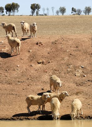 Schafe auf einer Farm in Australien