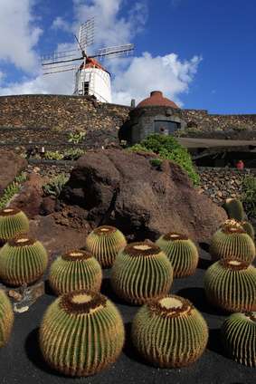 Kakteen im Jardin de Cactus auf Lanzarote, Kanarische Inseln